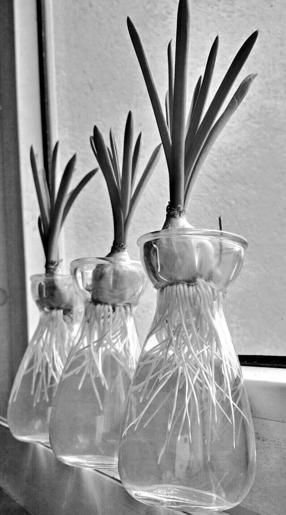 Lily bulb roots in water