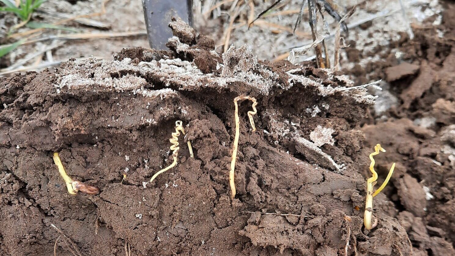 Soil surface sealing image.